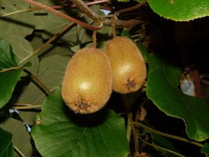 Finding Kiwi in Unexpected Places