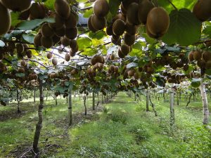 Growing Kiwi in a Garden