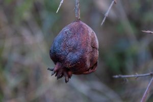 Rotten Pomegranate