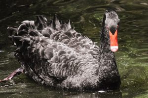 Seeing a Black Swan