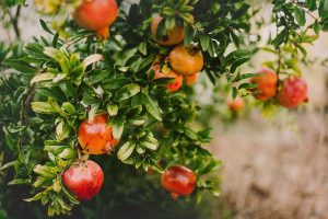 Seeing a Pomegranate Tree