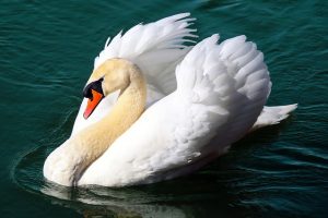 Seeing a White Swan