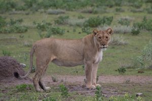 A Calm Lioness Watching You