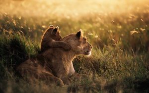 A Lioness Protecting Her Cubs