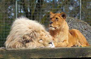 A Lioness in a Cage