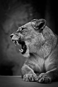 A Roaring Lioness