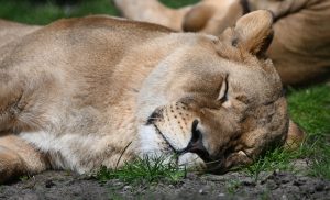 A Sleeping Lioness