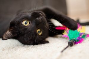 Black Cat Playing with a Toy