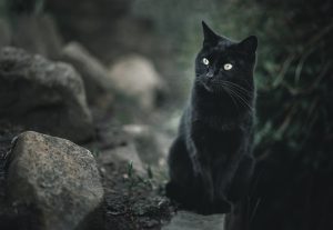 Black Cat Sitting Calmly