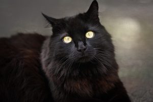 Black Cat Staring at You