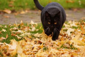 Black Cat Walking Across Your Path