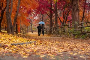 Walking in a Beautiful Garden