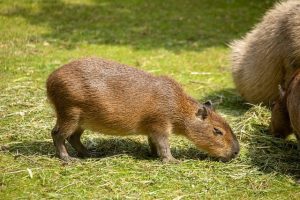 Baby Capybara