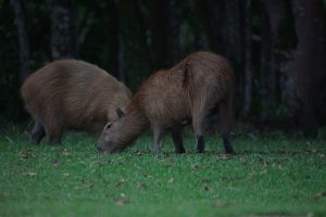 Capybara Eating