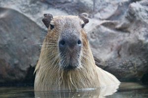 Capybara in Water