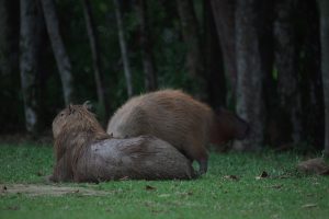 Capybara in a Forest