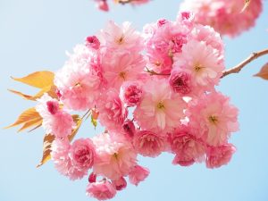 Cherry Blossoms