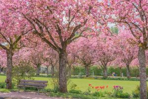 Cherry Trees in Bloom