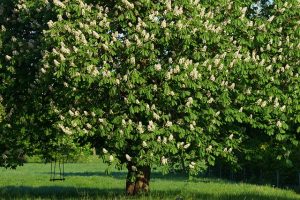 Chestnut Tree in Full Bloom