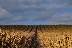 Cornfields