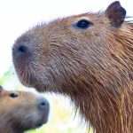 Dream about Capybara