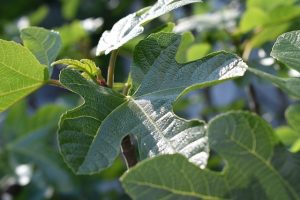 Fig Leaves