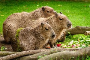 Group of Capybaras