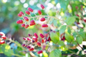 Growing Raspberries