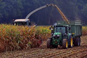 Harvesting Corn