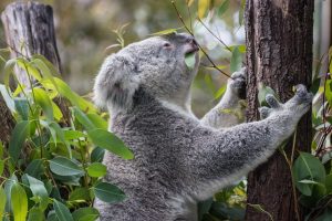 Koala Climbing a Tree