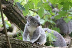 Koala Running Away