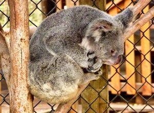 Koala in a Zoo