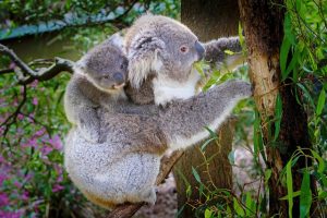 Koala with a Baby