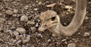 Ostrich Hiding Its Head in the Sand