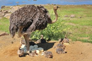 Ostrich Nesting Eggs