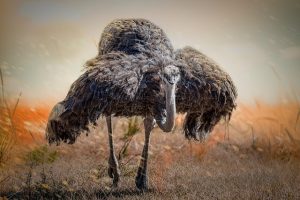 Ostrich Running Rapidly