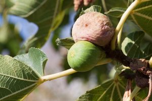 Overripe or Spoiled Figs