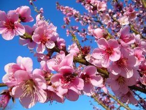 Peach Blossoms