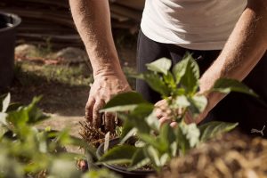 Planting Chestnut Trees