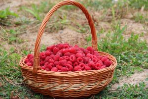 Raspberries in a Basket