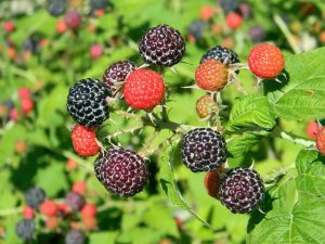 Raspberries in a Garden