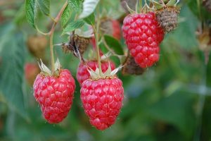 Raspberry Plant with Thorns