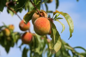 Seeing Peaches on a Tree