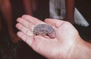 A Baby Hedgehog