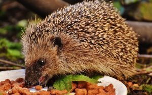 Feeding a Hedgehog