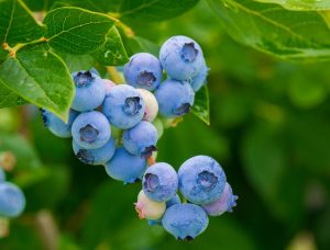 Growing Blueberries