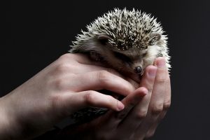 Holding a Hedgehog