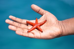 Holding a Starfish in Your Hand