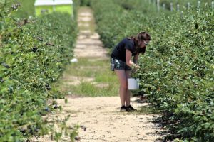 Picking Blueberries