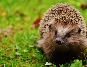 Seeing a Hedgehog in Your Garden